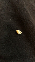 Ilyanassa trivittata