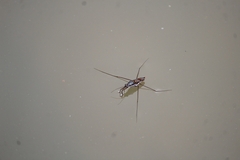 Limnogonus