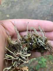 Cladonia verruculosa