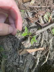 Proserpinaca palustris