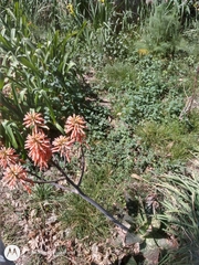 Aloe maculata