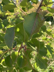 Pyrus calleryana