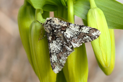 Biston strataria