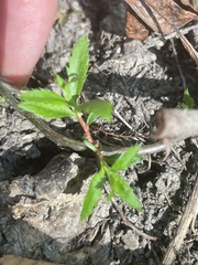 Proserpinaca palustris