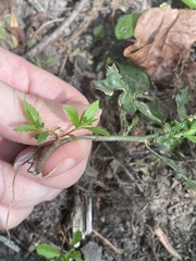 Proserpinaca palustris