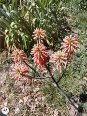 Aloe maculata