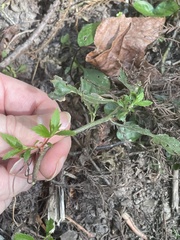 Proserpinaca palustris