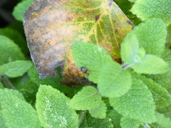 Collops quadrimaculatus