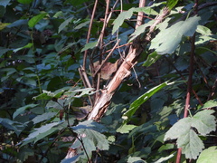 Physocarpus capitatus