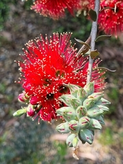 Kunzea baxteri