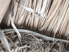 Leptophis mexicanus