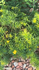 Coreopsis verticillata