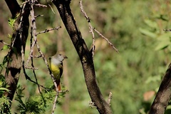 Myiarchus