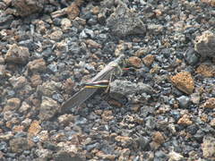 Schistocerca melanocera