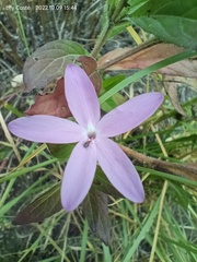 Pseuderanthemum praecox