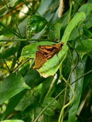 Lepidoptera