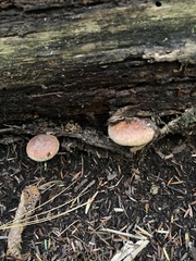 Hypholoma lateritium