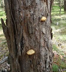 Hexagonia vesparia