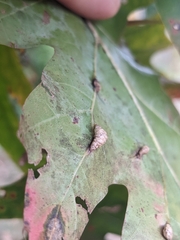 Macrodiplosis majalis