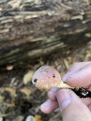 Hypholoma lateritium