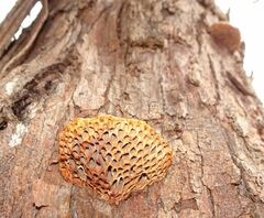 Hexagonia vesparia