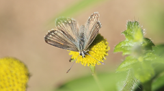 Pseudolucia chilensis