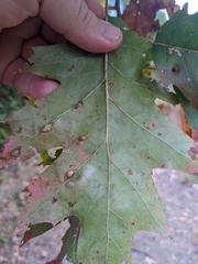 Macrodiplosis majalis