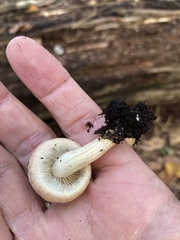 Hypholoma lateritium