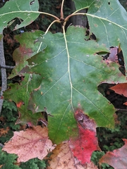 Macrodiplosis majalis