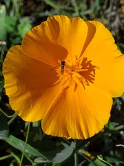 Sphaerophoria sulphuripes