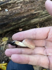 Hypholoma lateritium