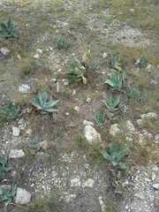 Agave salmiana