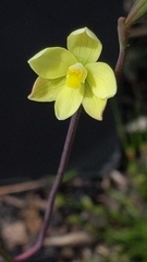 Thelymitra flexuosa