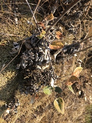 Eriogonum compositum