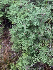 Gleichenia