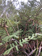 Gleichenia