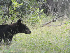 Ursus americanus eremicus