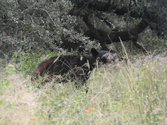 Ursus americanus eremicus