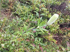Lilium philadelphicum