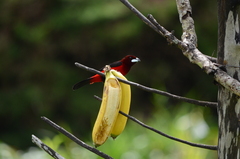 Ramphocelus dimidiatus