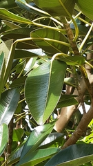 Ficus macrophylla