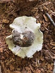 Boletopsis grisea