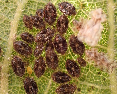 Corythucha marmorata