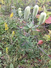 Lilium philadelphicum
