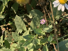 Spergularia rubra