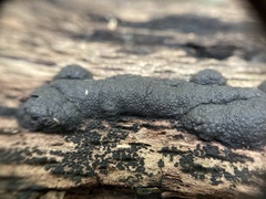 Annulohypoxylon annulatum