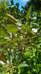 Ficus macrophylla