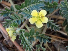 Tribulus
