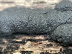 Annulohypoxylon annulatum