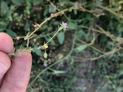 Spergularia rubra